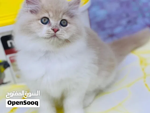 Persian kitten