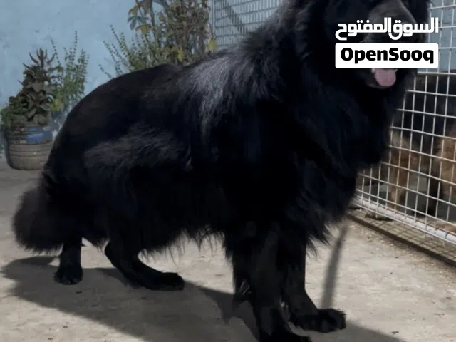 مجموعة جيرمن شيبرد من اقوى خطوط الدم فى العالم بجميع الاوراق بيدجيرى + ميكروشيب