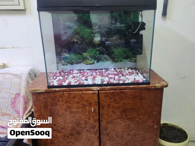 Aquarium fish tank
