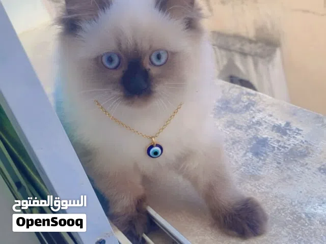 سنوره هملايا