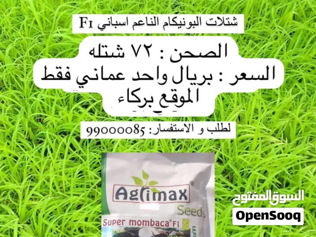 شتلات البونيكام الناعم الاسباني F1