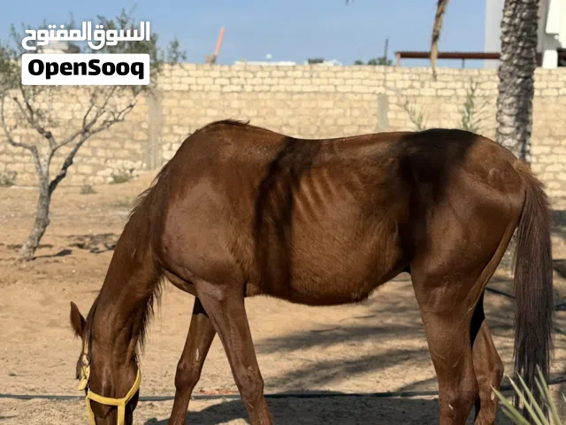 حصان للبيع انقليزي ربي يبارك بوه بغداد وأمه معتزه دمه 87 عمره 3سنين ونص طايب سرج وسيله كتيبه رايح