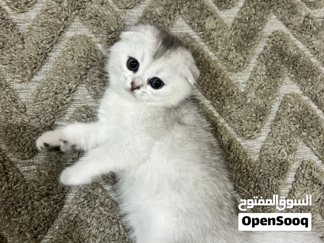 سكوتش فولد ذكور وإناث متعودين على لتر بوكس وبياكلوا دراي فود وويت فود العمر 50يوم