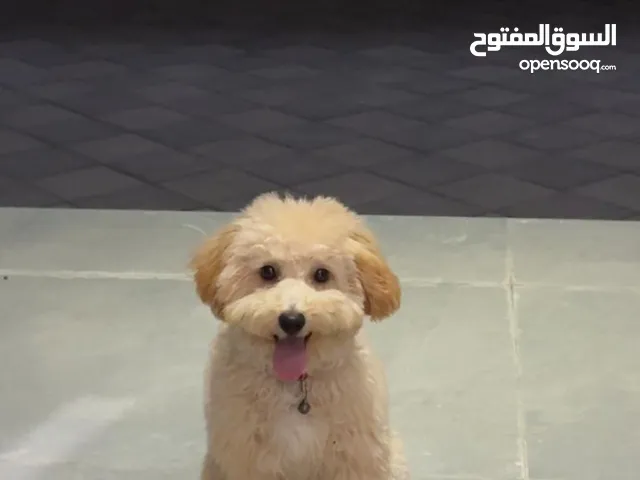 Cute Maltipoo