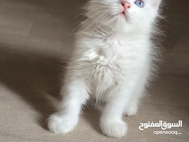 حيوانات للبيع