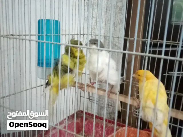 طيور كناري للبيع