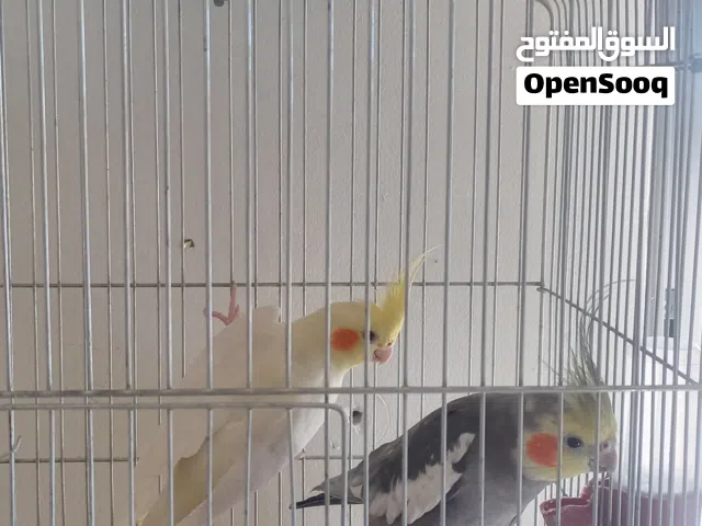 جوز كوكتيل مع قفص وعش جاهز