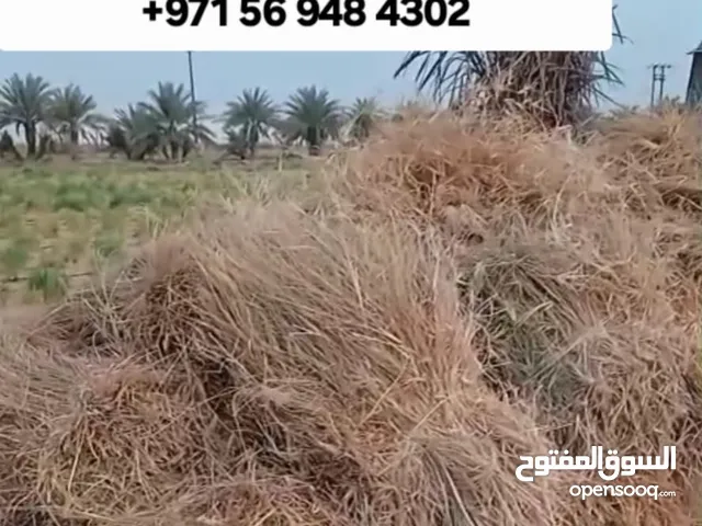 علف حيوانات