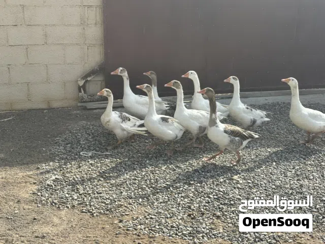 وز و بط للبيع