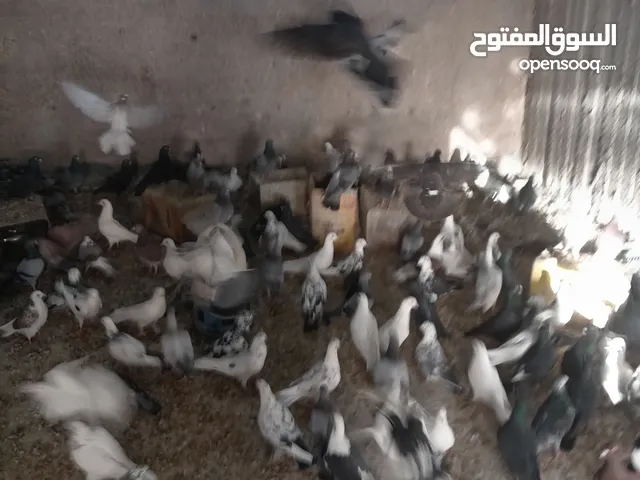 حمام بلدي للبيع لجوز ع دينارين 2 العدد 50 أو 60 جوز