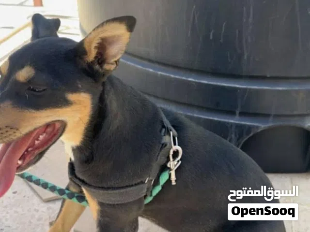 كلب جيرمن شبر عمر شهرين ونص