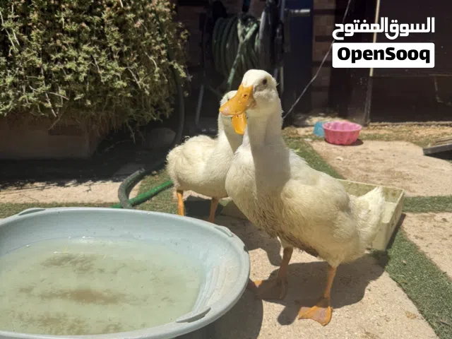 بط عدد 2 للبيع