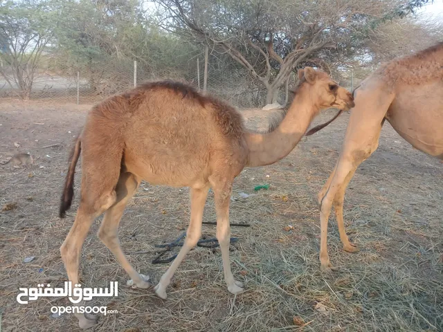 حوار للبيع من فضلك أقرأ الوصف قبل التواصل