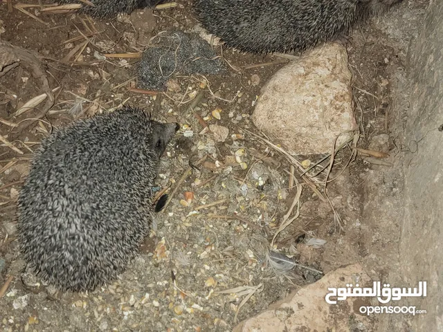 قنفذ للبيع عدد 3