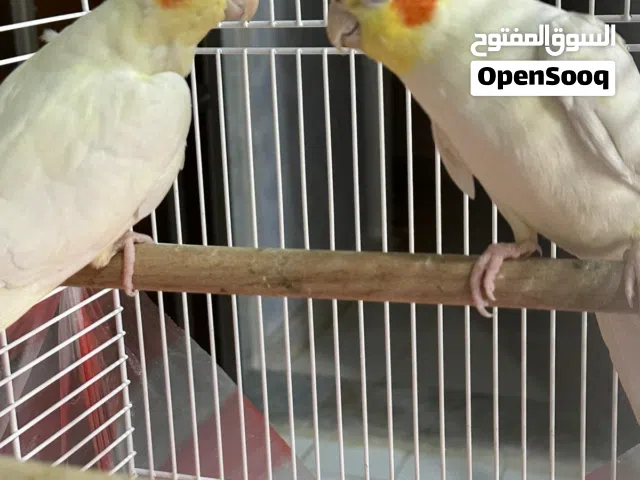 للبيع طيور كروان كوكتيل