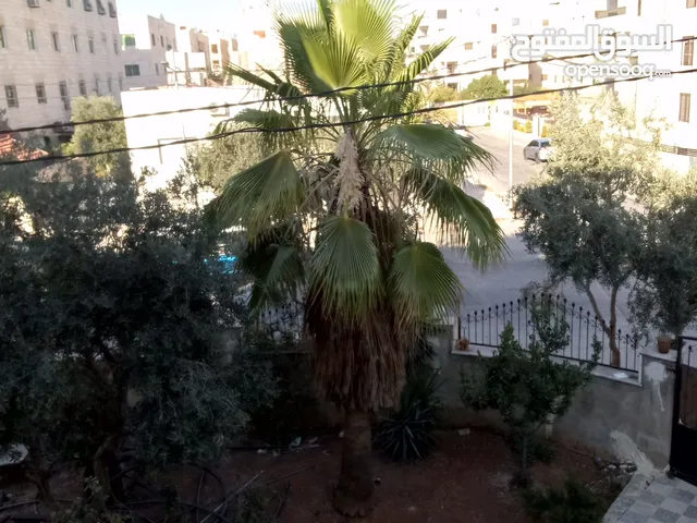 نخيل زينه عدد 2