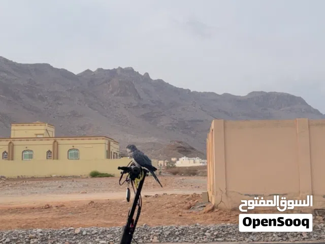 سكوتر للبيع قابل او للبدال ب دراج خمسين او مكينة تسعين