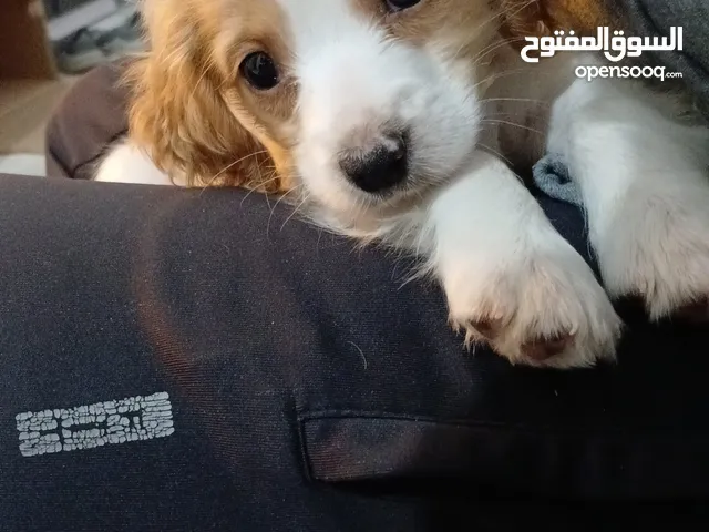 كلب كوكر اسباني