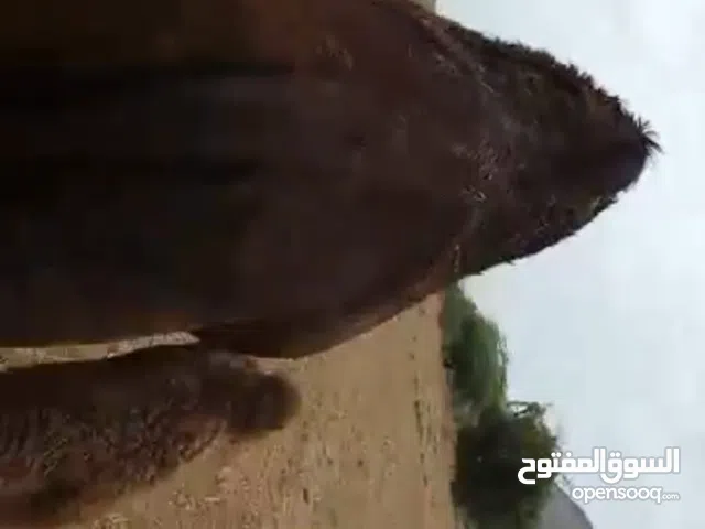 ناقه مع صغيرها للبيع في اليمن (صنعاء-عمران-الحديده-باجل-ريمة)والشخص الي يبغى يسترزق اويطلب الله مانخ