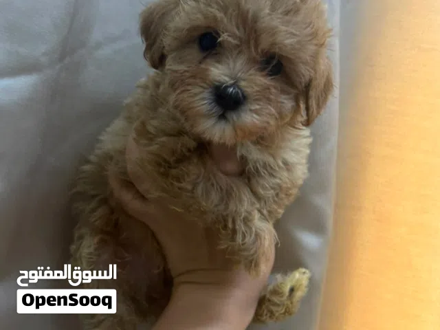 Teacup Maltipoo puppies