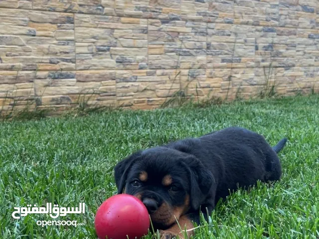 Pure Rottweiler