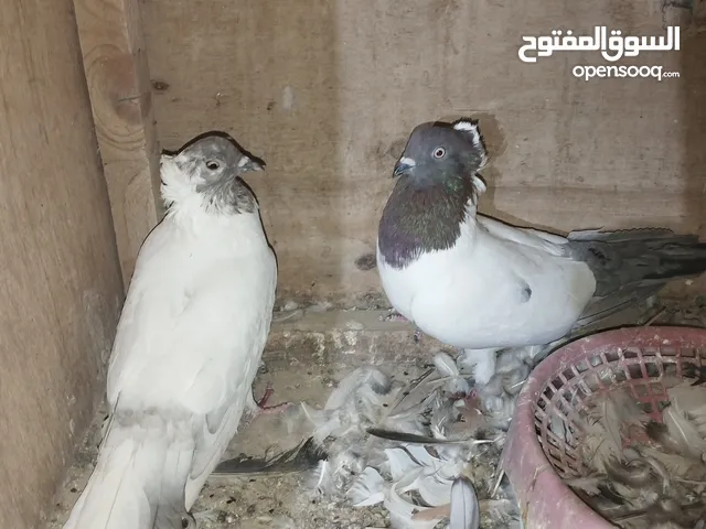 حمام للبيع وكريميات اقره الوصف