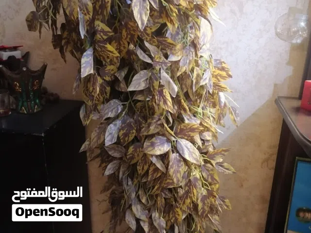 شجرة بحالة الجديد