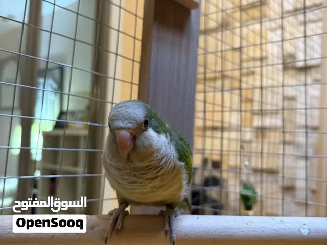 كويكر نص اليف للبيع