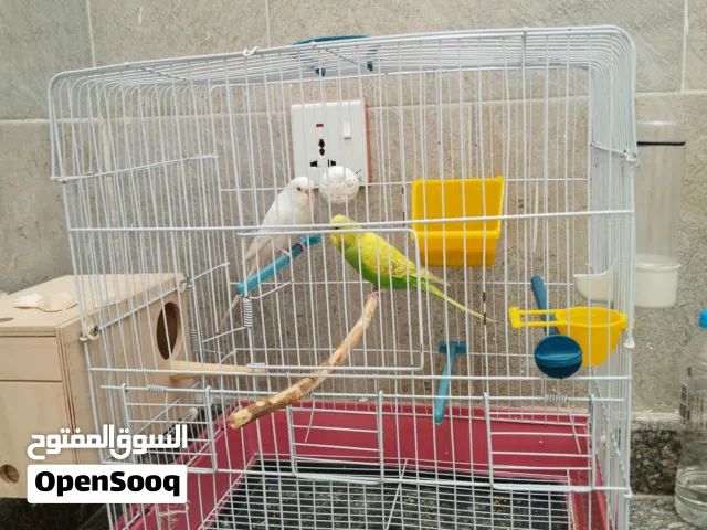 جوز بادجي مشالله ꪆ انثي لاتينو جوز انثي البينو عين حمرا و ذكر صافي جناح قريب ينتج