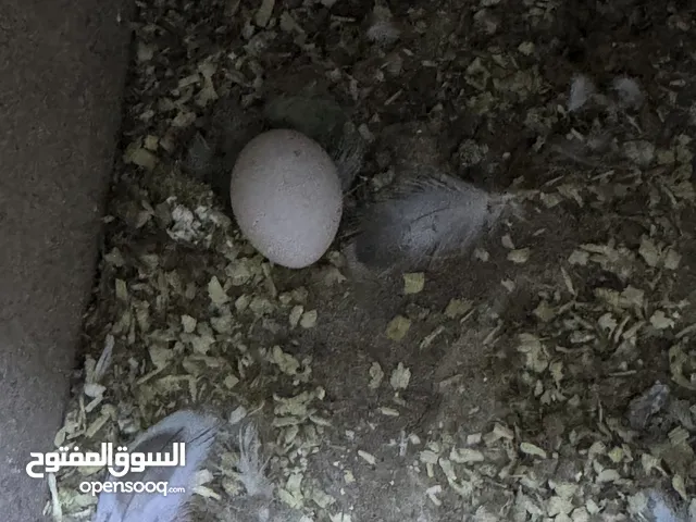 طيور حب ذكر مع أنثى مع ثلاث بيضات