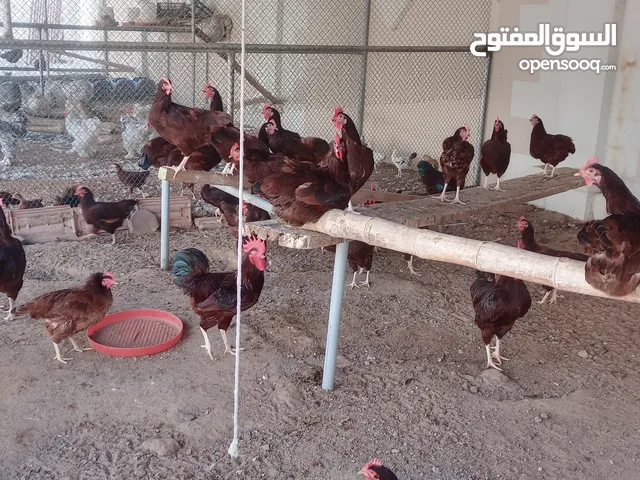 دجاج فرنسي وامريكي للبيع