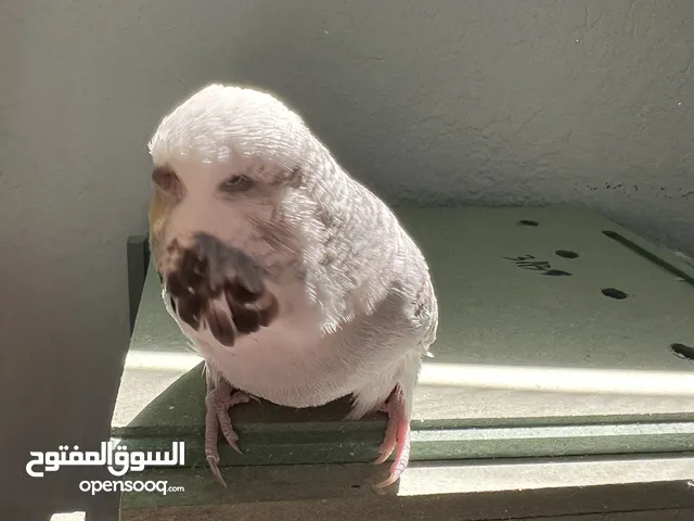 طيرة انجليزي رمادية ومخاليف فيش. وفراخ روز للزق اليدوي. الرجاء قراءة الوصف