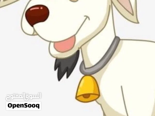 ماعز عدد خمسه للبيع وياهم وحده حامل