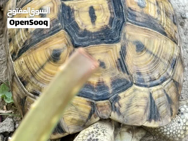 سلحفاه للبيع