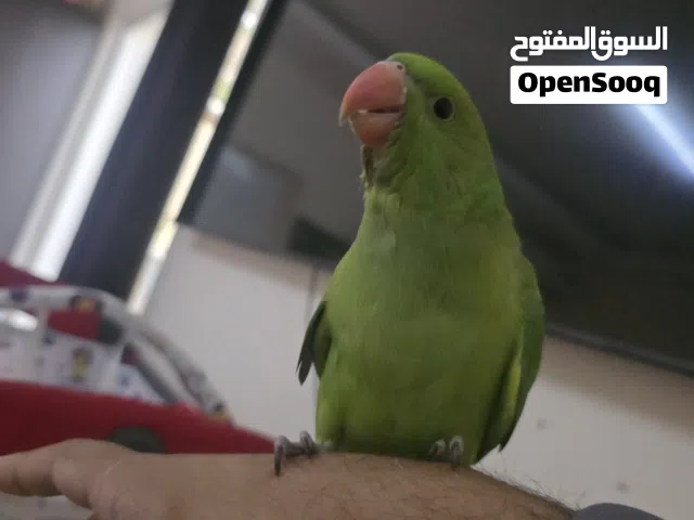 trained parrot