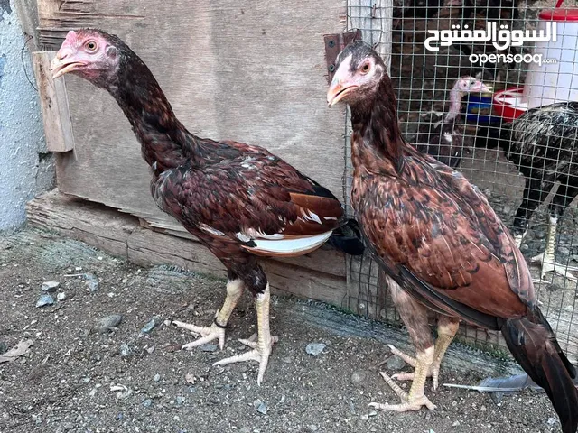 دجاج باكستاني