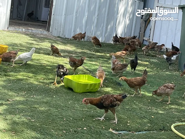 للبيع دجاج عربي العمر فوق الشهريين