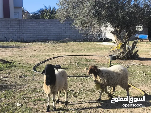 افطايم اوخروف افطايم حايل اخروف عمره 8اشهور