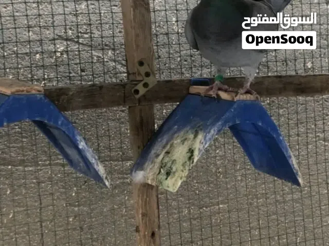 سلام عليكم مطلوب زاجل نثيه بسعر مناسب كون من ابو الخصيب