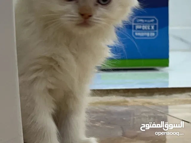 للبيع قط صغير عمره 3 شهور فقط