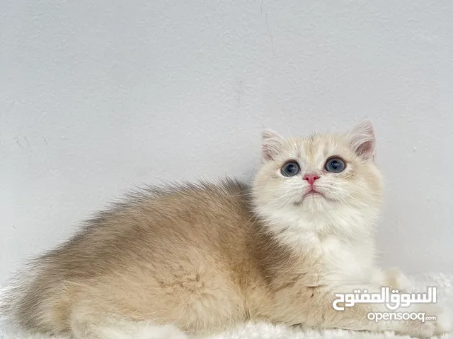 British shorthair  Male  Color code ay12 Price 3500