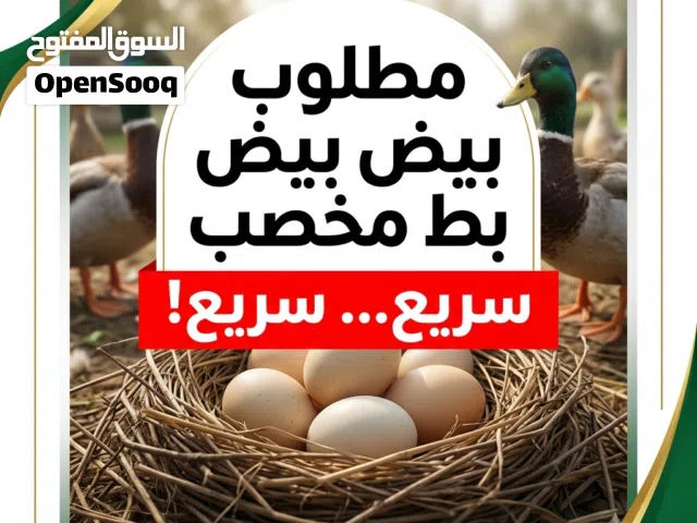 ضروري يكون البيض مخصب