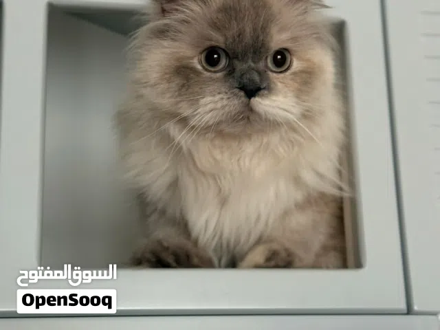 Looking for Himalayan male cat to match.