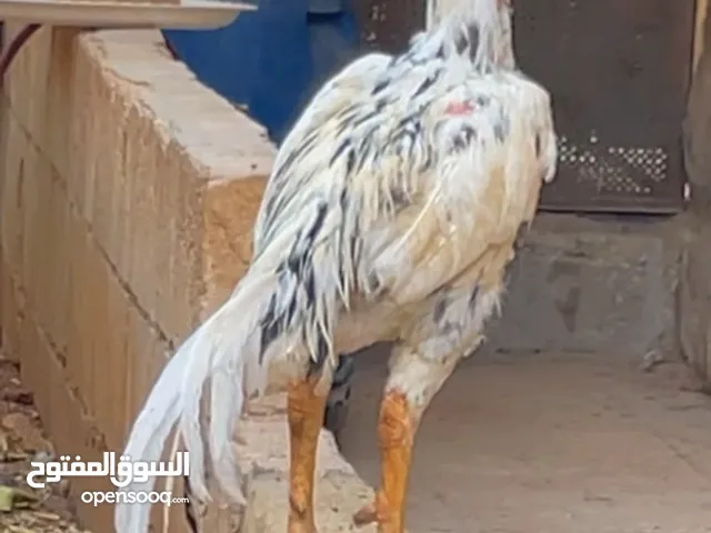 ديك باكستاني