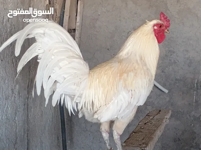 ديوك للبيع
