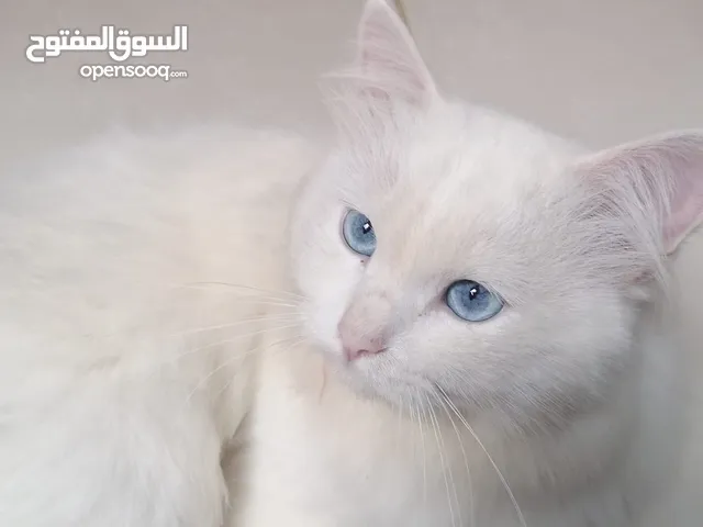 قط شيرازي ابيض عيون زرق