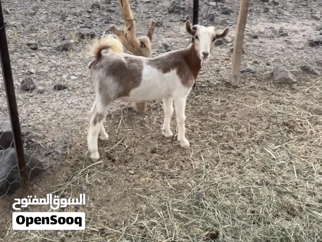 للبيع شاه حال تربيه او ذبيحه طيبه وسمينه