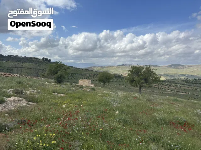 Farm Land for Sale in Zarqa Al-Alouk