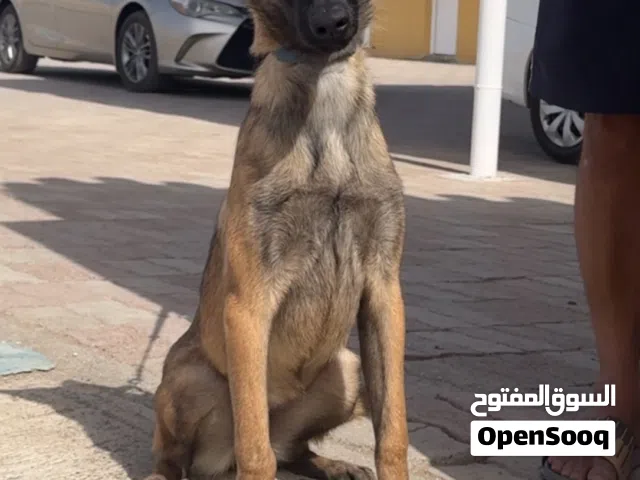 مالينوا ماخذه كل التطعيمات