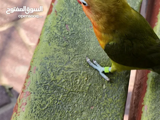 فرخ روز عمر اربع شهور اليف